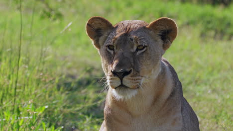 Leona-Mirando-A-Lo-Lejos-Mientras-Yacía-En-El-Suelo-En-Khwai,-Botswana