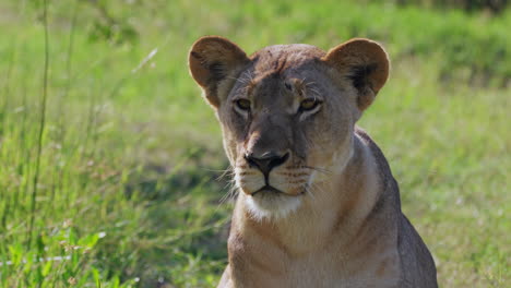 leona mirando a lo lejos mientras yacía en el suelo en khwai, botswana
