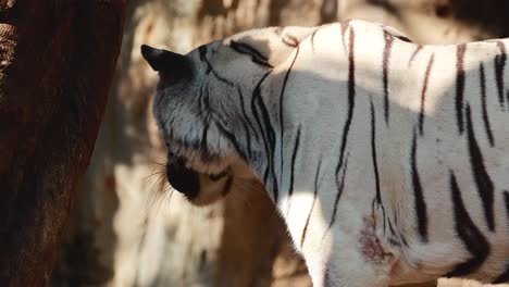 el tigre blanco