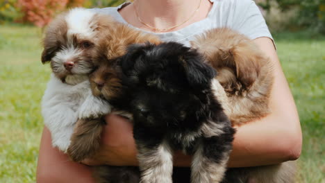 woman holding small puppies