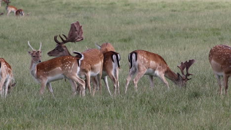 a beautiful group of deer eating grass, living in the nature in denmark