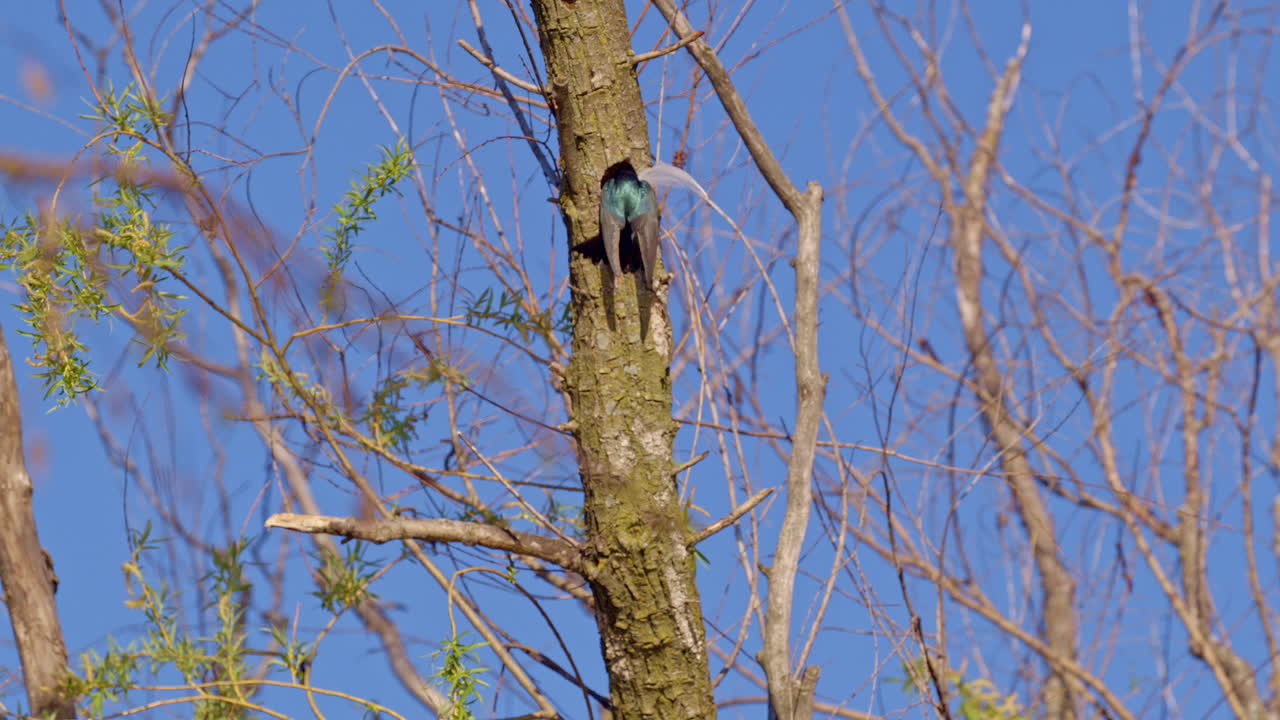 Purple martins tumble and twirl in a slow motion mating performance.