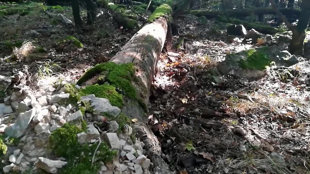 árbol muy viejo caído muerto y cubierto de musgo verde en un bosque viejo en un día de verano tardío, slomo