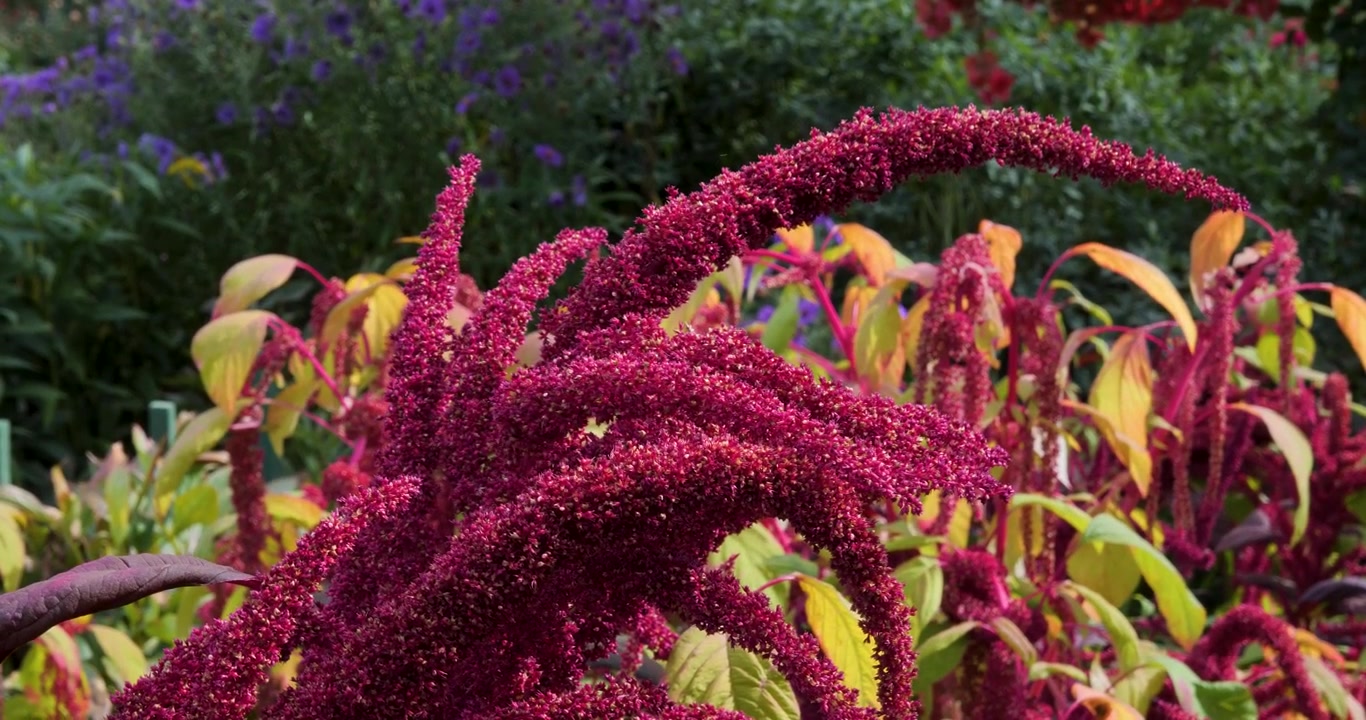 Amaranth (Pigweed) in Victoria Butchart Gardens,British Columbia,Canada.