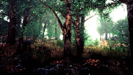 dark-dreamy-forest-with-fog