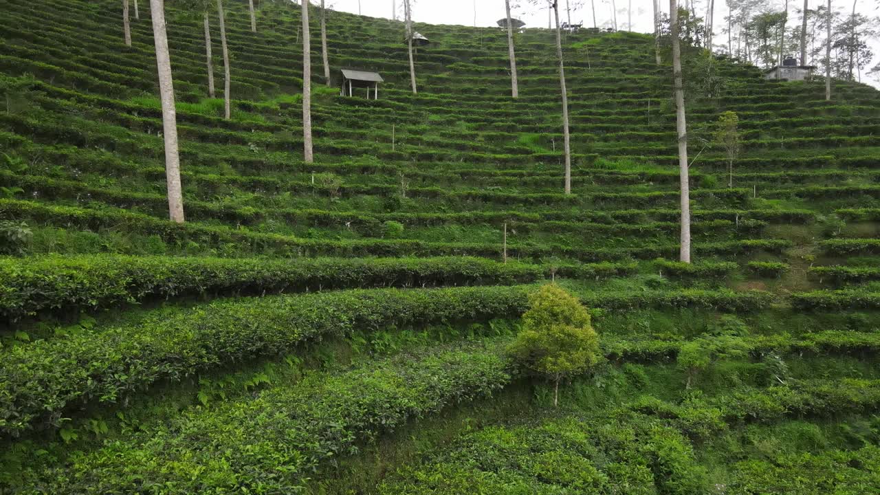 Aerial view, terraced tea gardens in the Tritis area, Kulon Progo which has become a tourist destination
