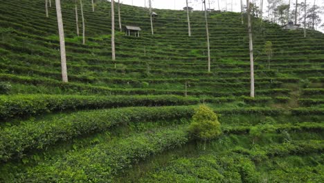 aerial view, terraced tea gardens in the tritis area, kulon progo which has become a tourist destination