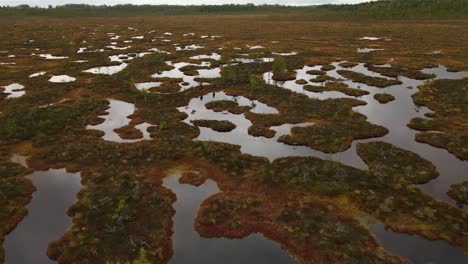 rain clouds were reflected in the swamp