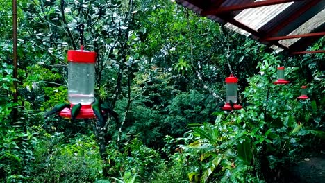 Deslumbrantes-Colibríes-Se-Alimentan-En-El-Parque-Nacional-Monteverde,-Costa-Rica