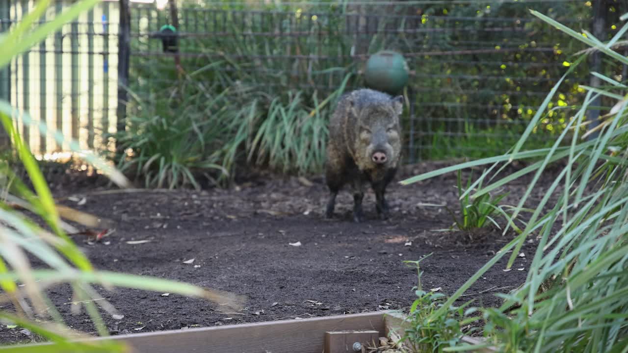 Wombat che esplora il suo recinto allo Zoo di Melbourne