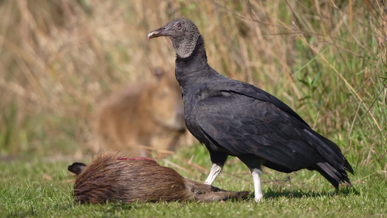 Vulture pulls meat from capybara corpse in slow motion, surrounded by grass in wetland, static sideview