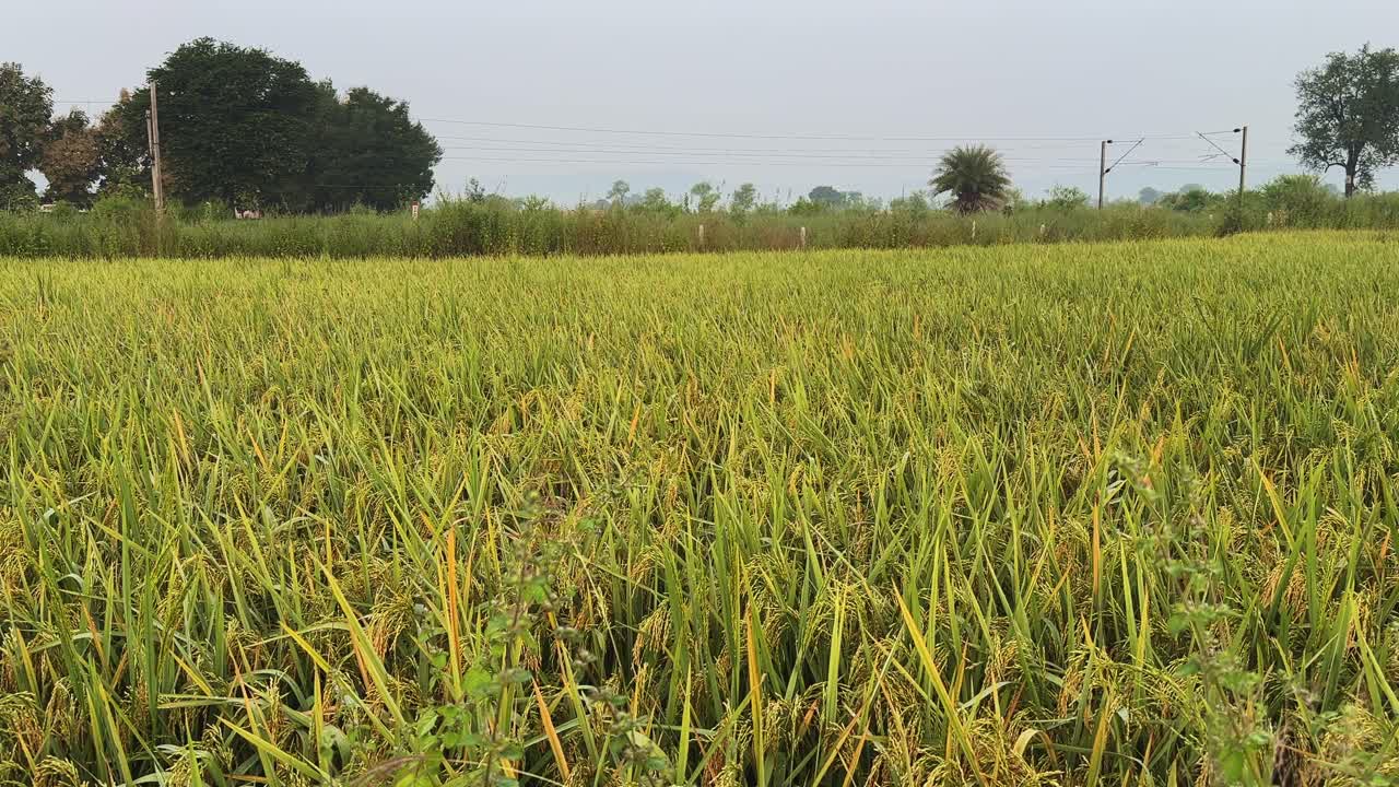 Wide tracking shot gliding across golden rice fields with ripening grain swaying softly, distant trees and power lines forming a calm rural backdrop