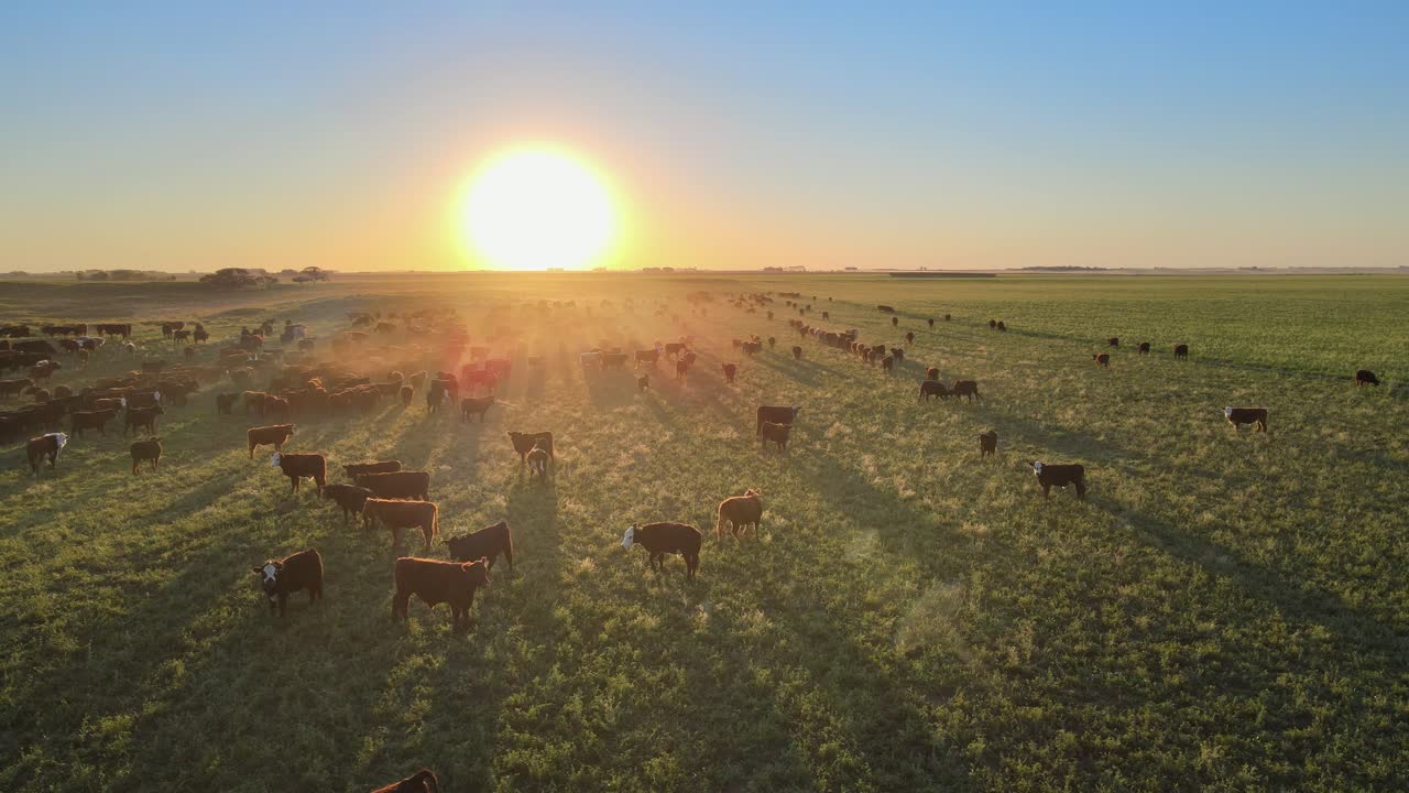 Gado criado solto caminhando em vasto campo gramado e aberto durante o pôr do sol