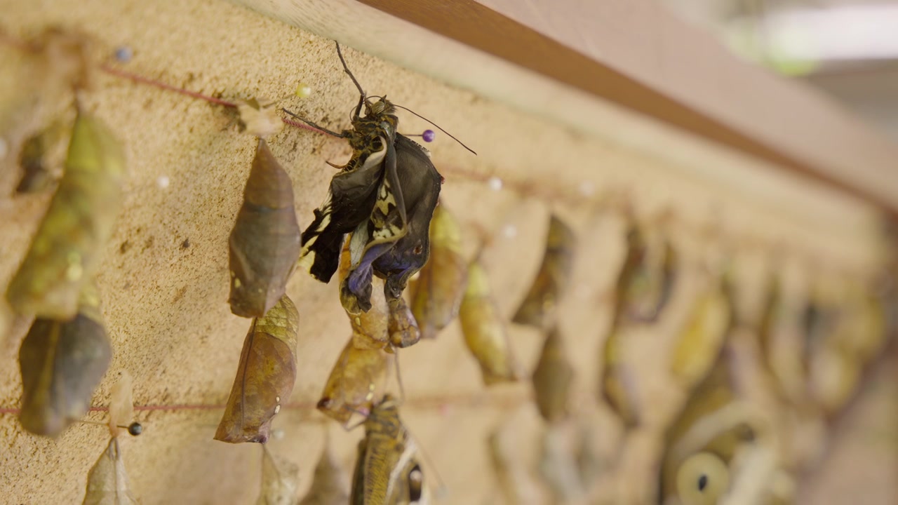 Close up view of a newborn butterfly drying its wings after emerging from its pupa in ecuador