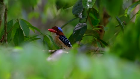 un martín pescador de árboles y una de las aves más hermosas que se encuentran en tailandia dentro de las selvas tropicales