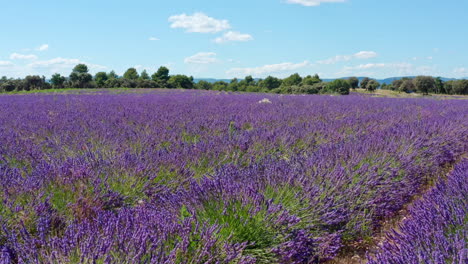 Campo-De-Lavanda-Viaje-Aéreo-Provence-Francia-Día-Soleado