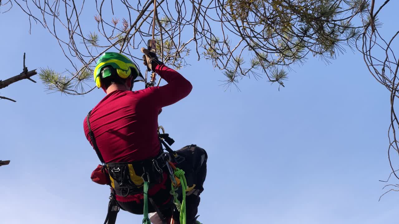 Man climbing down from a tree, wearing safety helmet, harness, boots, gloves, safety harness, ropes and carabiners