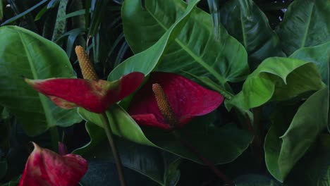 pan over anthurium florida flowers and garden