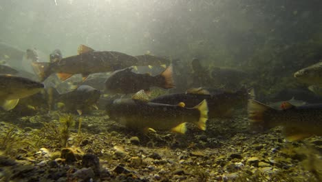 Eine-Unterwasseraufnahme,-Die-Von-Einem-Go-Pro-Einer-Gruppe-Von-Fischen-In-Einer-Herumschwimmenden-Fischfarm-Aufgenommen-Wurde