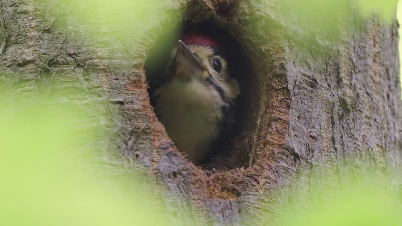 pájaro carpintero de pollito manchado de colores que se asoma desde el agujero del árbol, esperando y buscando a la madre para traer comida