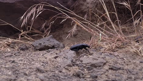 Low-angle-macro-close-up:-Black-beetle-walks-toward-camera,-savanna