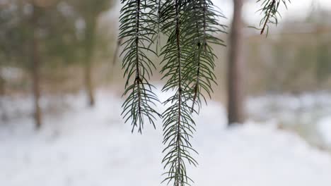 close up of isolated pine branch crisp needles hanging down with snowy evergreen forest in the background