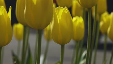 beautiful tulips in holland, michigan dutch village