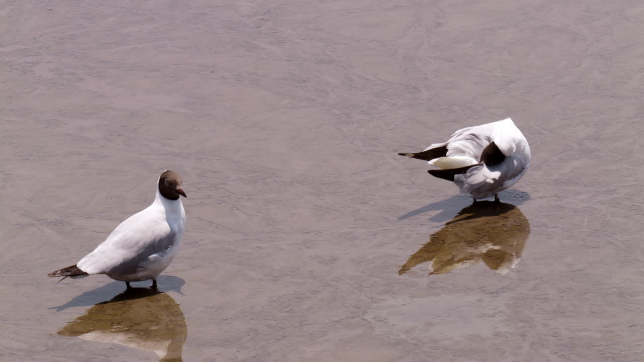 Wading in the muddy and murky estuarine waters at Bangphu Recreation Area, located in Samut Prakan in Bangkok, Thailand