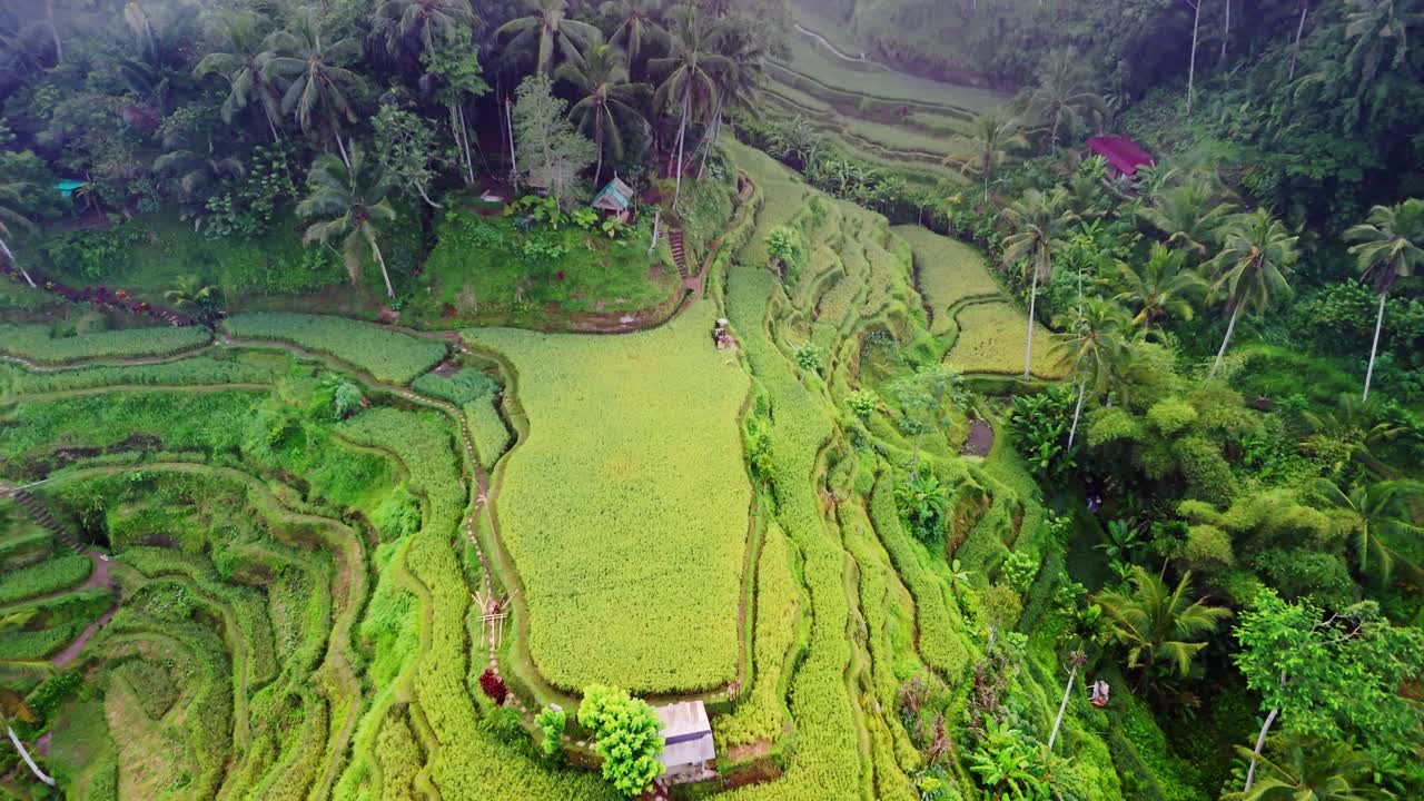 terraza de arroz, verde exuberante plantación en cascada con contornos saludables