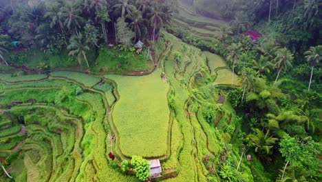 rice terrace, lush green healthy contoured cascading plantation