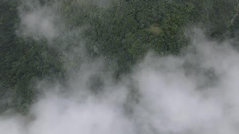 drone view of lush forest through fog, tree-covered mountain landscape