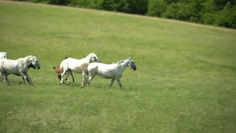 los caballos lipizzanos pastan en un prado verde