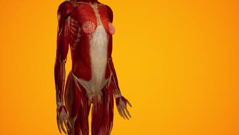 anatomical 3d animation of women's body. muscle and vessels structure under skin. full body.