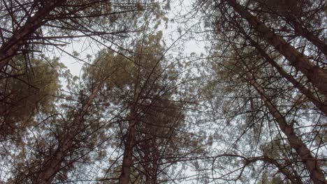 low angle view looking up at tree tops swaying in the wind