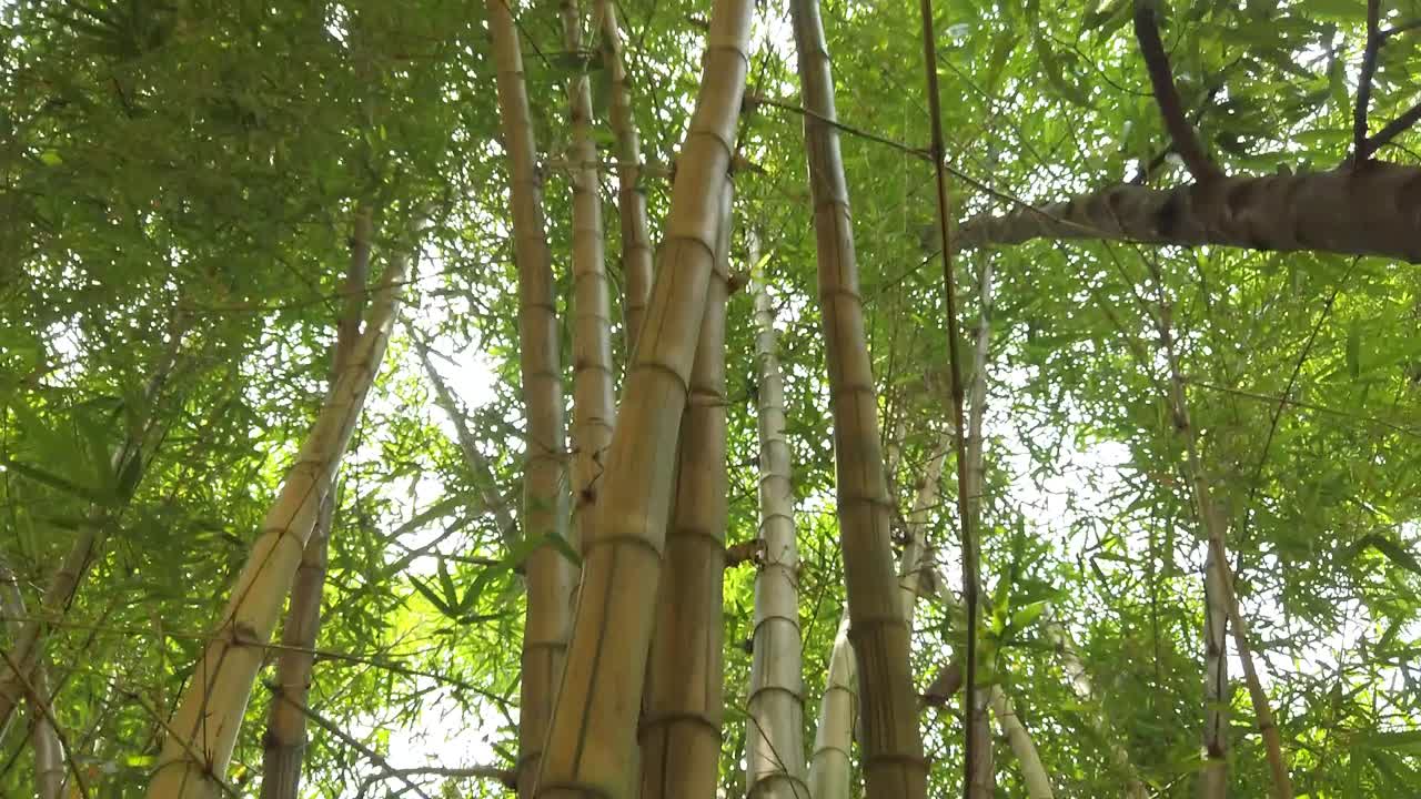 bambúes dorados en un bosque