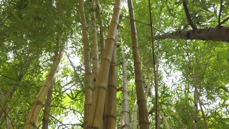 bambúes dorados en un bosque