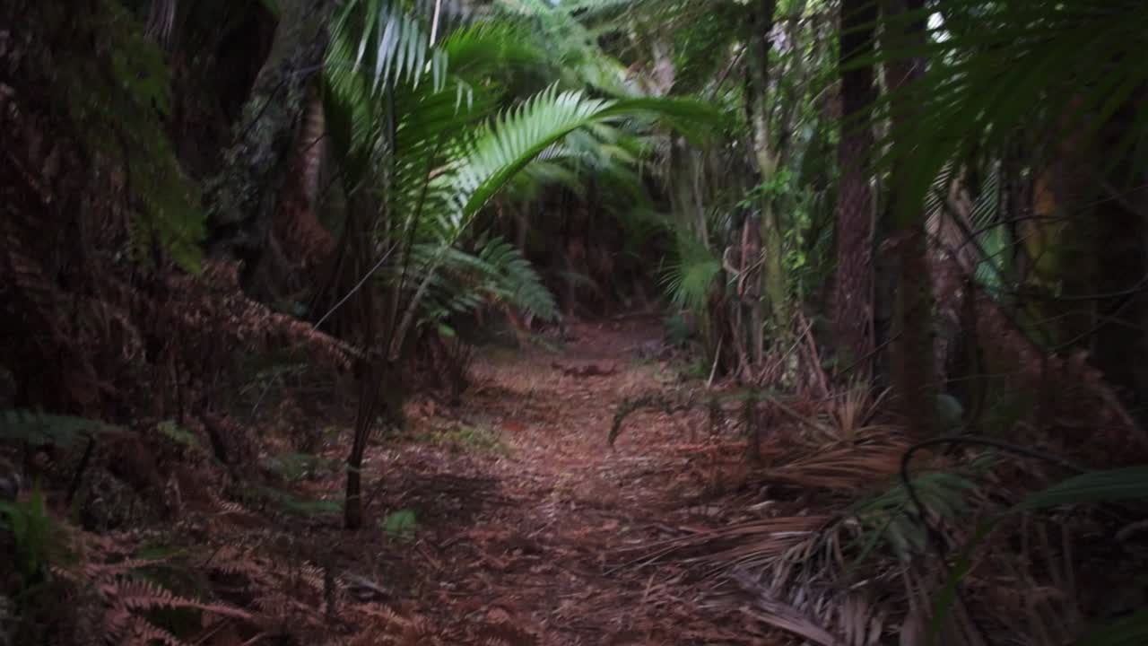 Walking through a jungle of ferns and other plants. Hand-held wide angle,