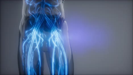 vasos sanguíneos del cuerpo humano