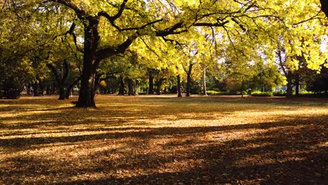 Toma-Estática-De-árboles-Dorados-En-La-Hermosa-Temporada-De-Otoño-En-El-Parque-Margaret,-Budapest,-Mientras-Las-Hojas-Doradas-Caen-Y-La-Gente-Camina-En-La-Distancia