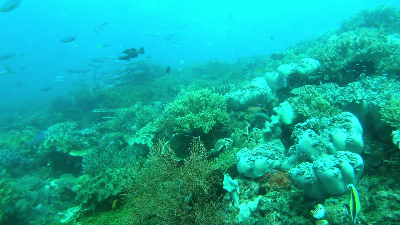 Coral reefs are one of earth's prettiest sights