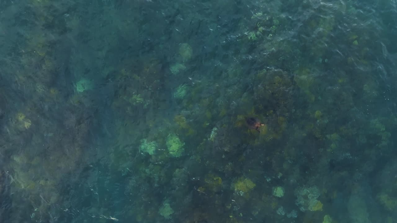 하와이 마우이의 무성한 암초에서 먹기 위해 다이빙하는 녹색 바다 거북