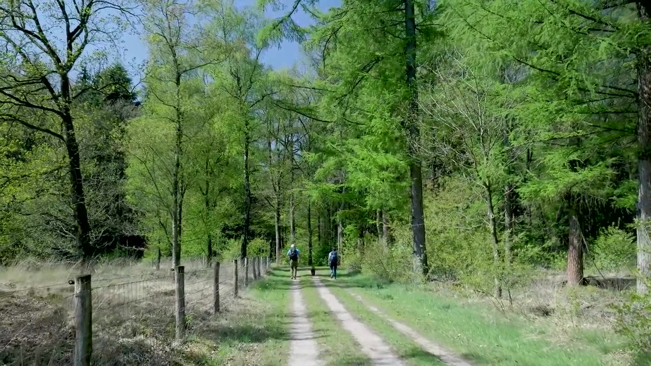 Dos personas haciendo senderismo con un perro en un sendero forestal