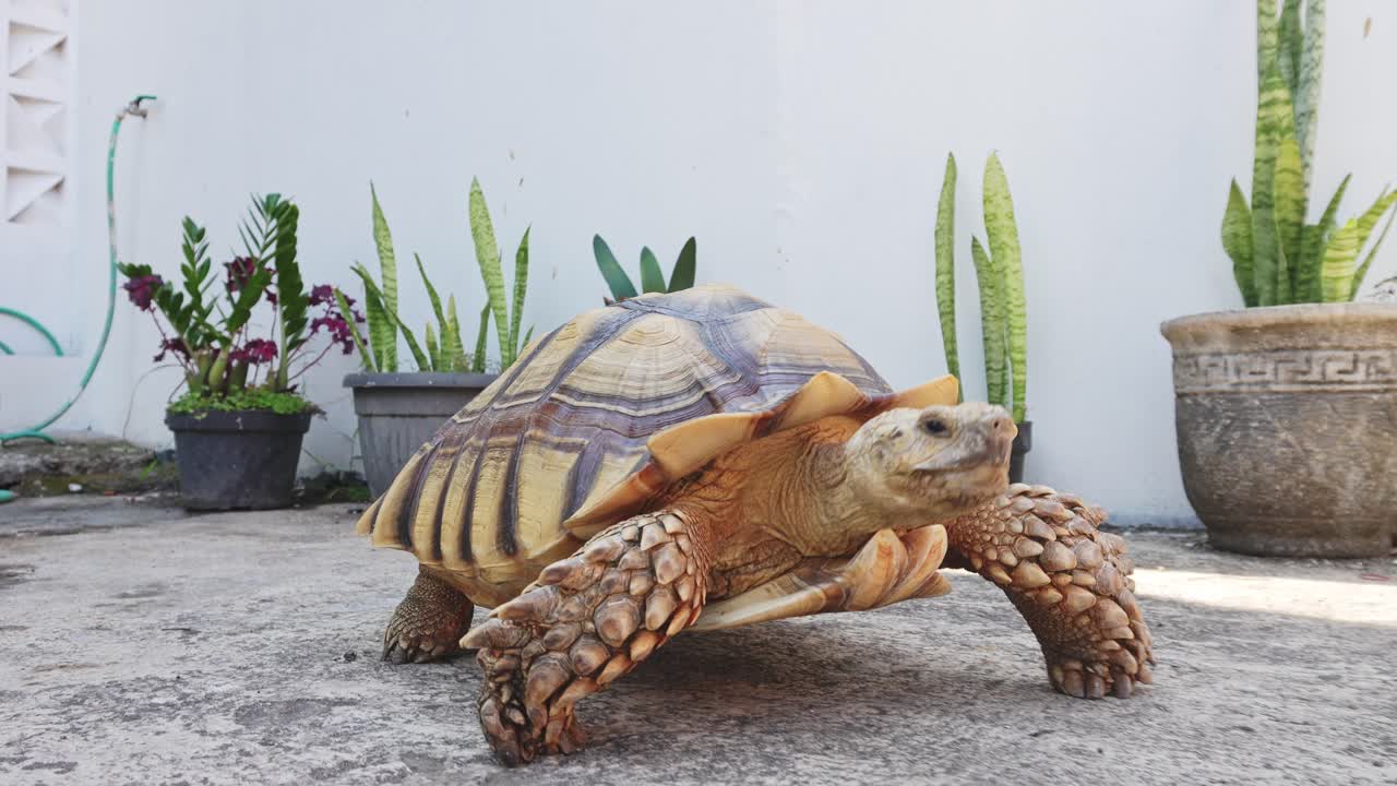아프리카 스퍼드 거북이 (sulcata tortoise) 는 시멘트 바닥에서 기어다닌다.