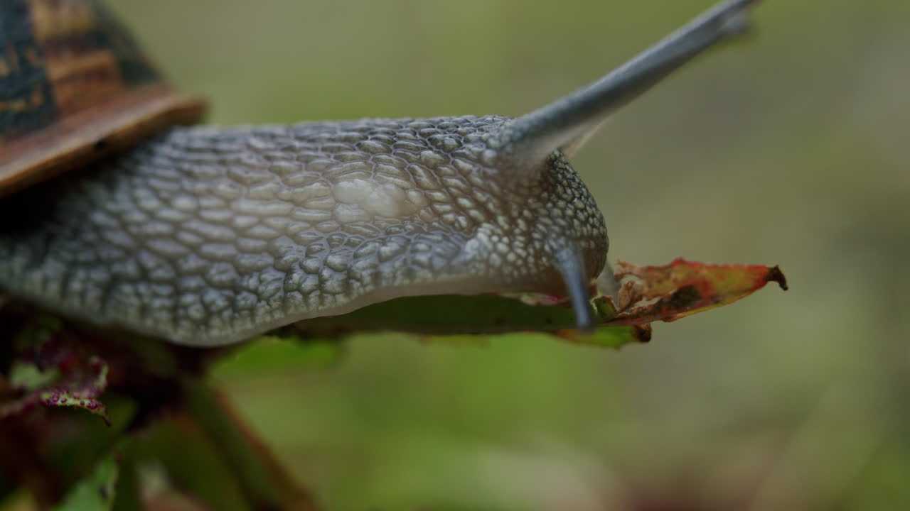 close up de un caracol en una hoja