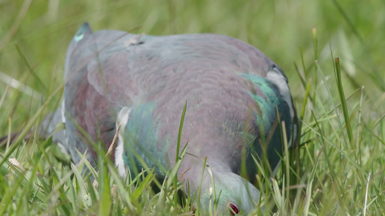 close up de la paloma kereru en el césped verde