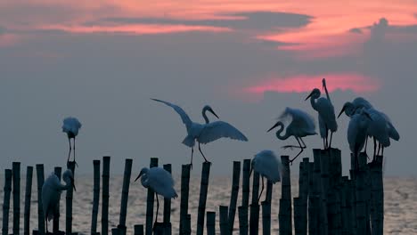 The-Great-Egret,-also-known-as-the-Common-Egret-or-the-Large-Egret