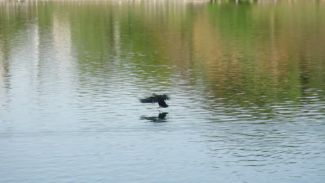 Pato-De-Pico-Oriental-En-Vuelo-Aterrizando-En-El-Agua