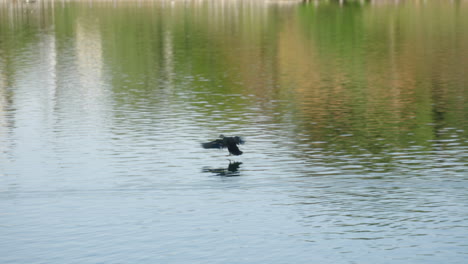 eastern spot-billed duck in flight landing on the water