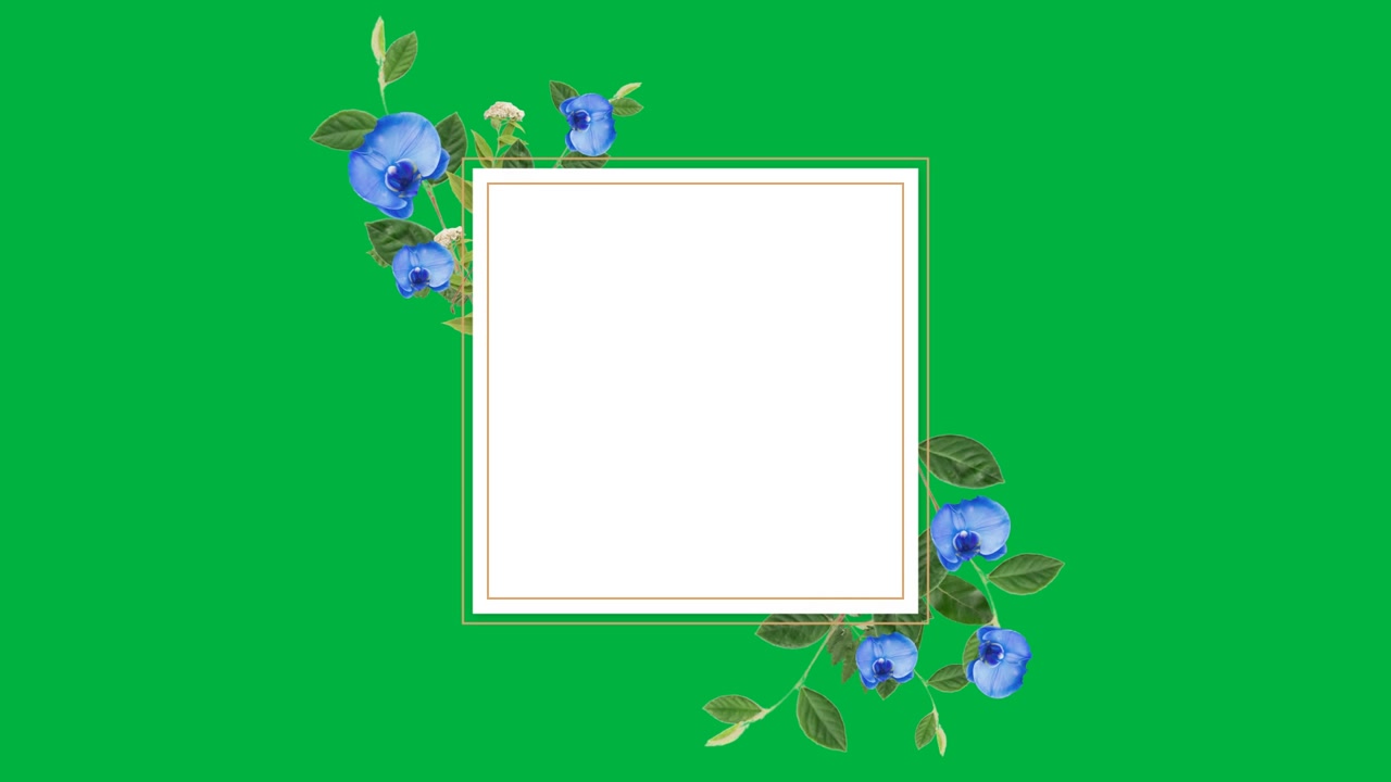Black canvas starting frame blue blooms appearing growing settling shrinking displaying alpha BG
