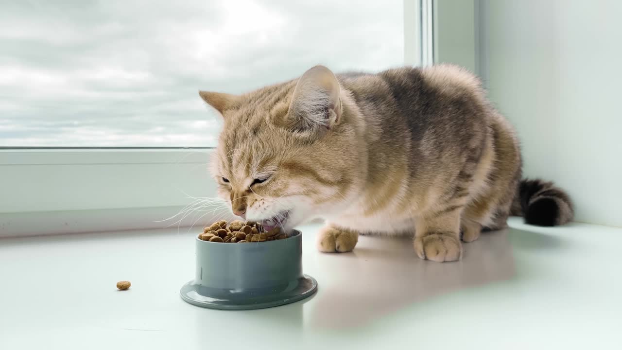 rote ingwerstreifenkatze isst aus einer schüssel auf dem fensterbrett